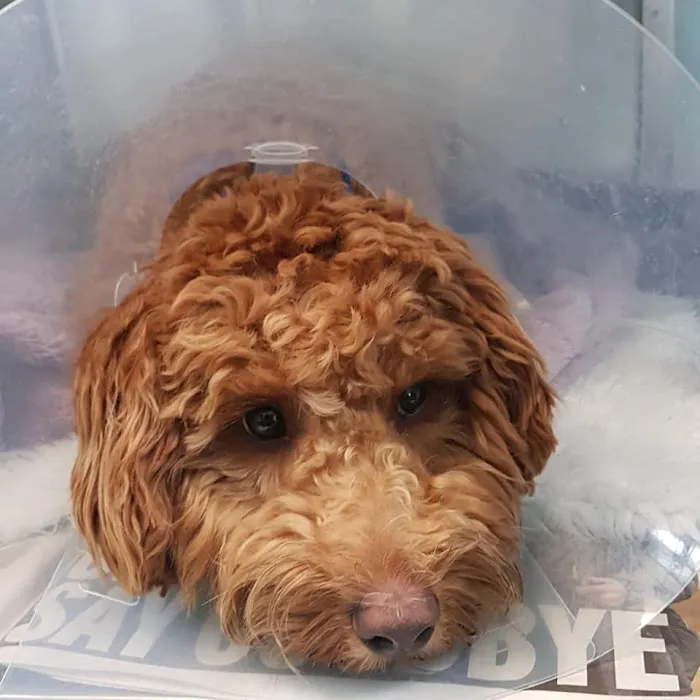 Gilmoor Vets, Durham Picture 8