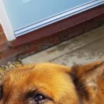 Dunelm Veterinary Group
