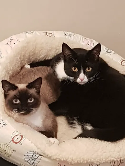 Rainton Gate Luxury Cats' Hotel Picture 2