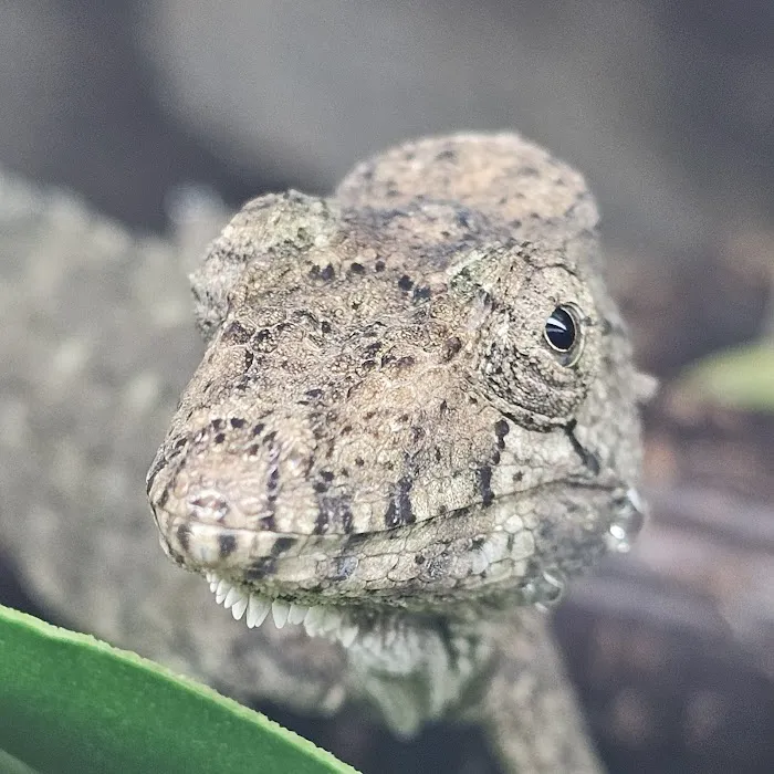 Coast To Coast Exotics Picture 9