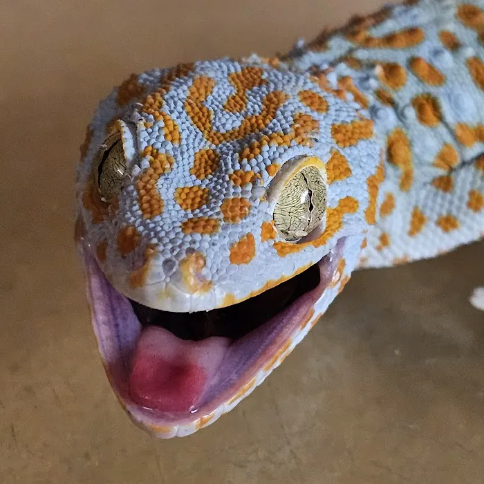 Coast To Coast Exotics Picture 2