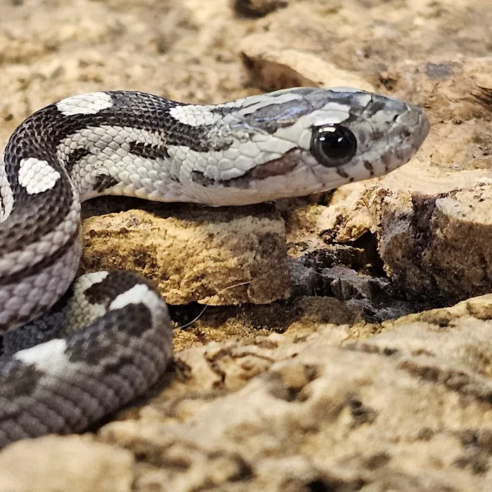 Coast To Coast Exotics Picture 8