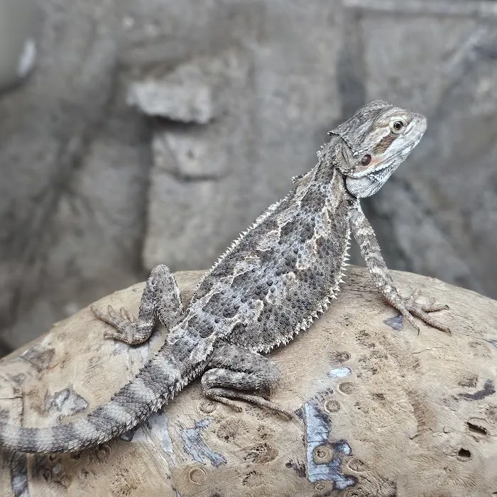 Coast To Coast Exotics Picture 1