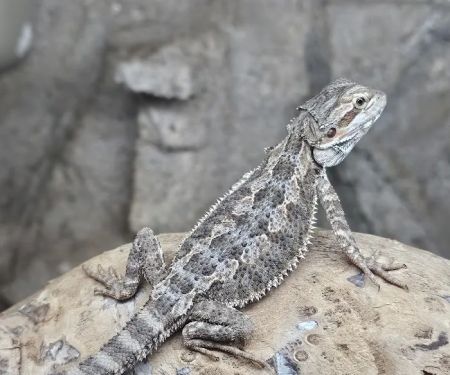 Coast To Coast Exotics