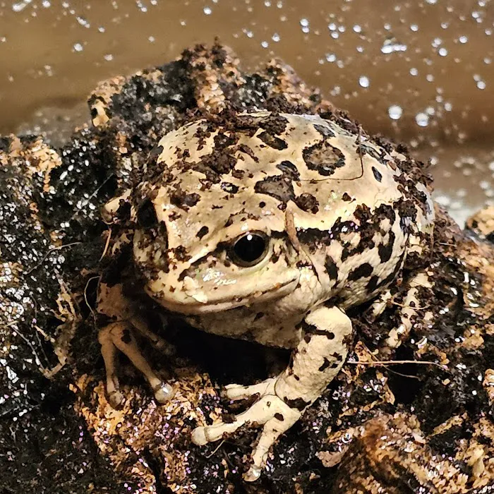 Coast To Coast Exotics Picture 10