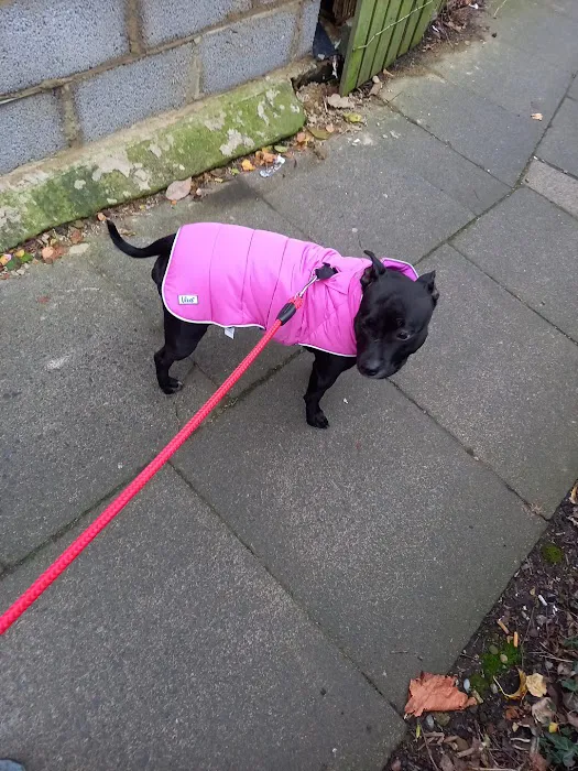 K9 Kennels Ltd Picture 5