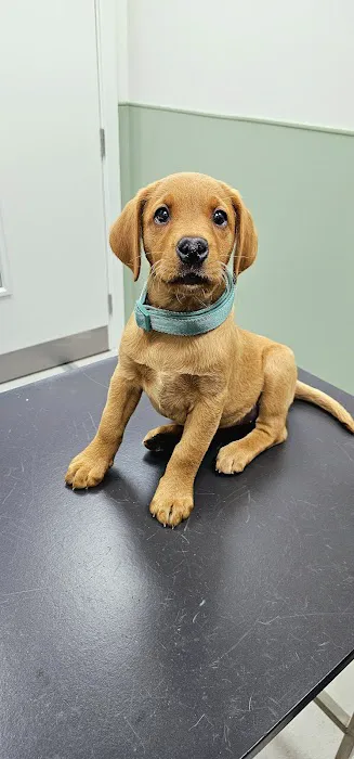 Vets for Pets - Durham Picture 2