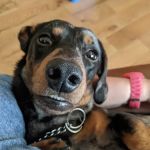 Vets for Pets - Durham