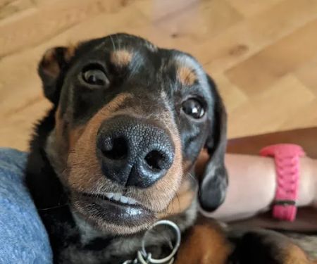 Vets for Pets - Durham