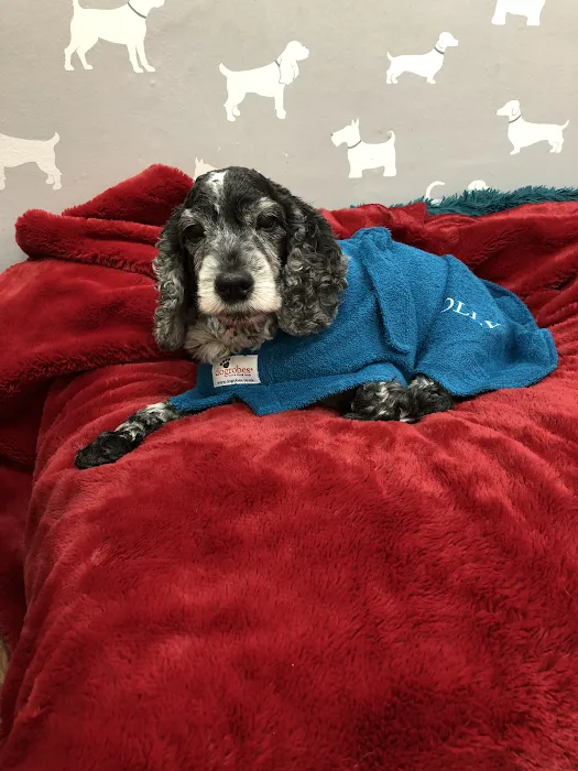 Holly’s Doggy Deli Picture 10