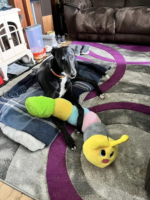 Totally Greyhound Picture 3