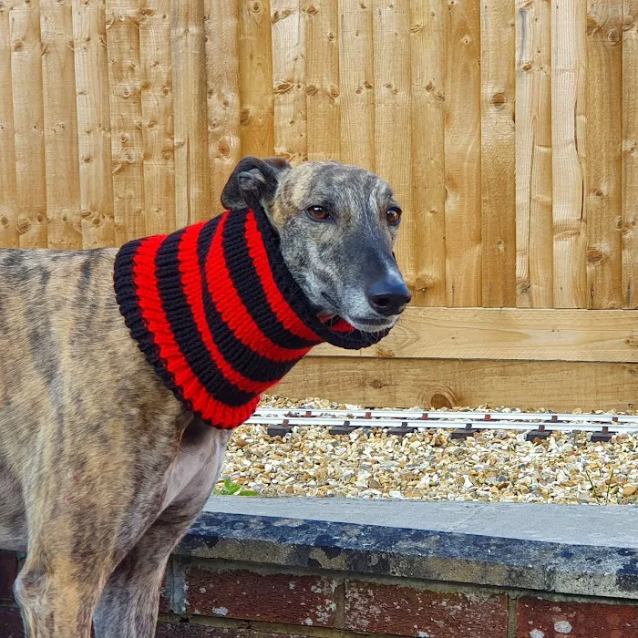 Totally Greyhound Picture 6