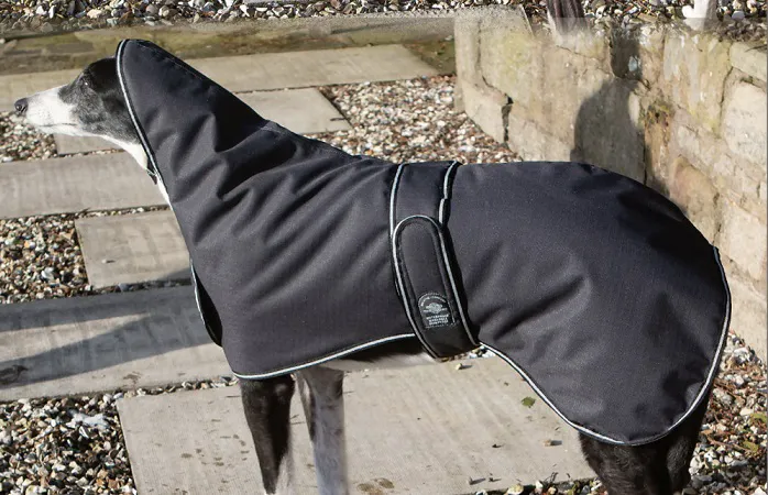 Totally Greyhound Picture 10