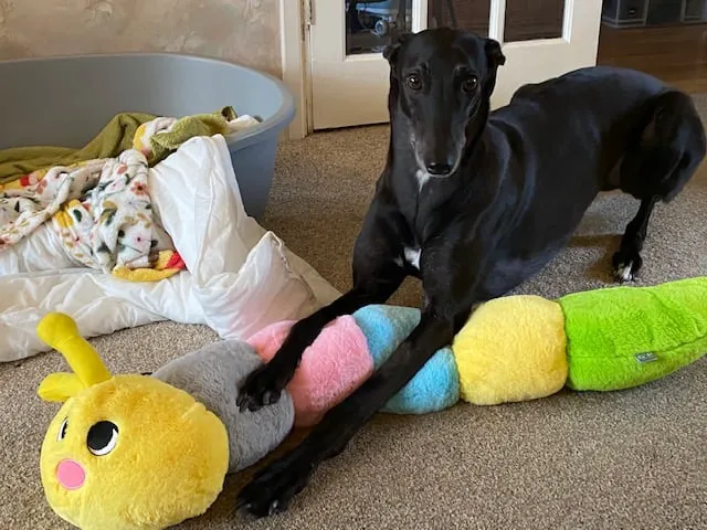 Totally Greyhound Picture 8