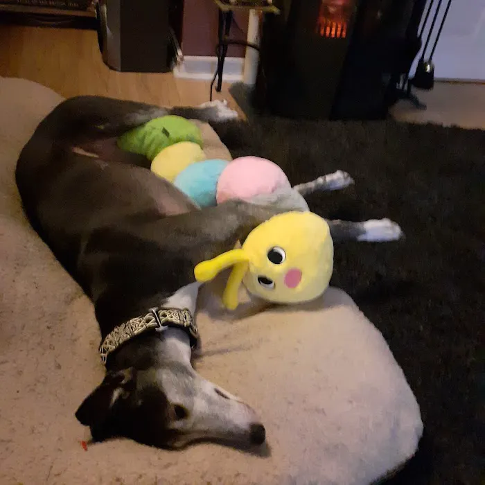 Totally Greyhound Picture 5