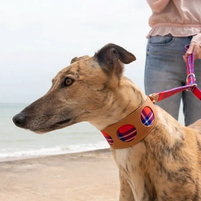 Totally Greyhound Picture 9