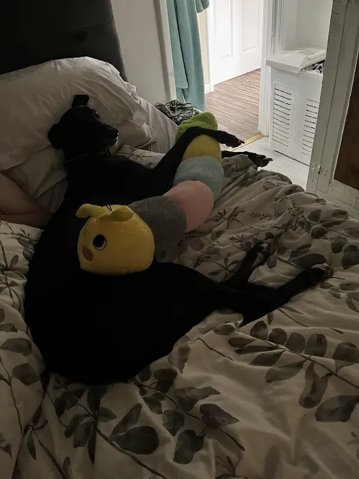 Totally Greyhound Picture 2