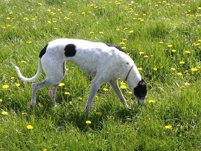 Totally Greyhound Picture 1