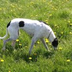 Totally Greyhound