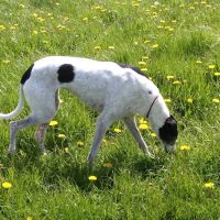 Totally Greyhound ico