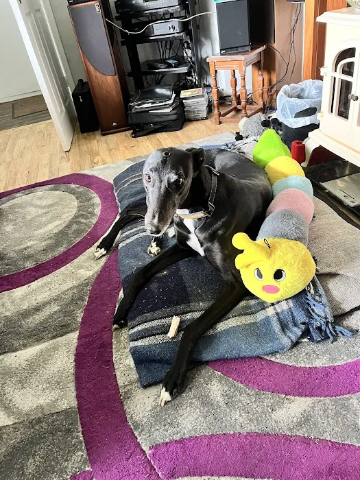 Totally Greyhound Picture 4