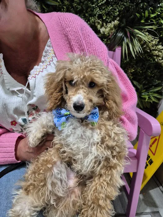 Puppy Sue's K-9 Kitchen Picture 1