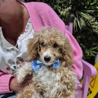 Puppy Sue's K-9 Kitchen ico