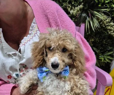 Puppy Sue's K-9 Kitchen