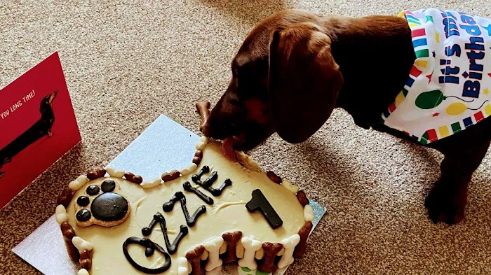 Puppy Sue's K-9 Kitchen Picture 9