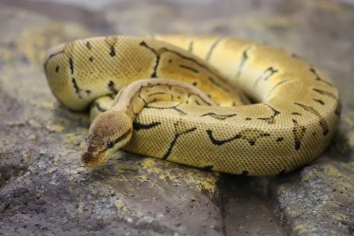 The Reptile Hotel Picture 3