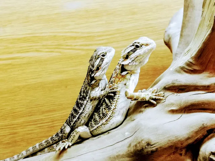 The Reptile Hotel Picture 6