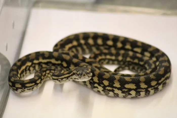 The Reptile Hotel Picture 7