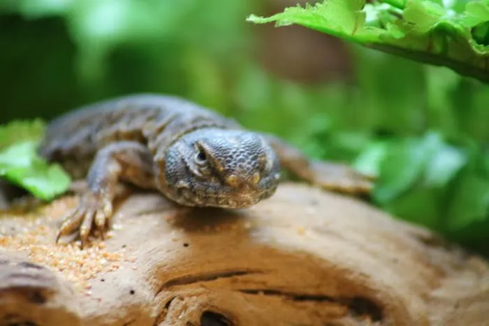 The Reptile Hotel Picture 8