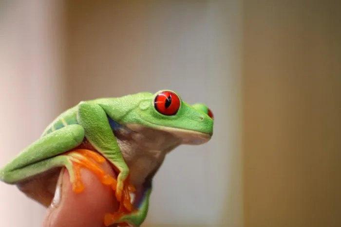 The Reptile Hotel Picture 5