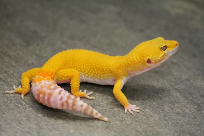 The Reptile Hotel Picture 2