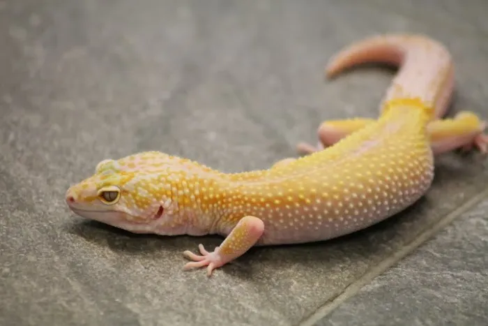 The Reptile Hotel Picture 4