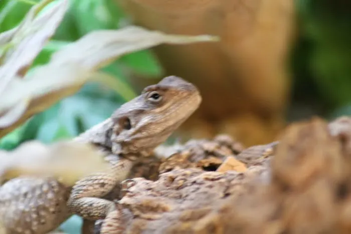 The Reptile Hotel Picture 10