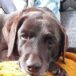 Darlington Vet Clinic Ltd