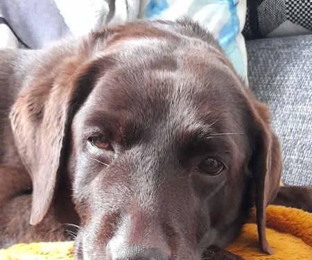 Darlington Vet Clinic Ltd