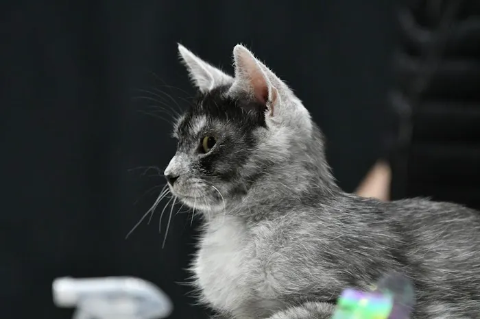 DracKat Transylvanians Cattery Picture 5
