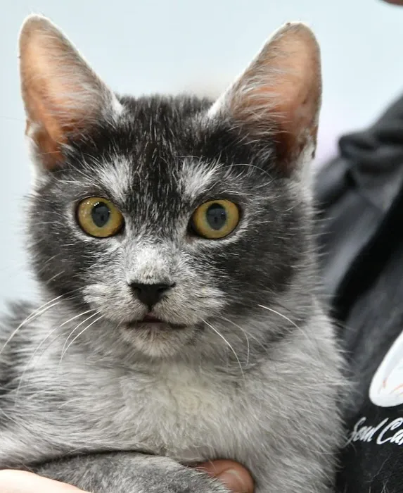 DracKat Transylvanians Cattery Picture 2