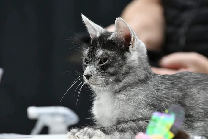 DracKat Transylvanians Cattery Picture 1
