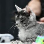 DracKat Transylvanians Cattery