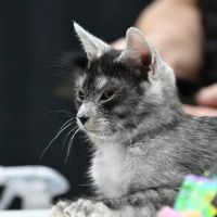 DracKat Transylvanians Cattery ico