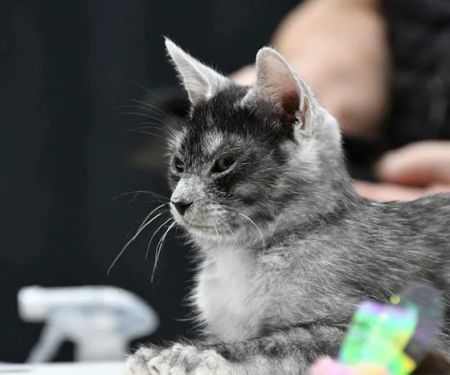 DracKat Transylvanians Cattery