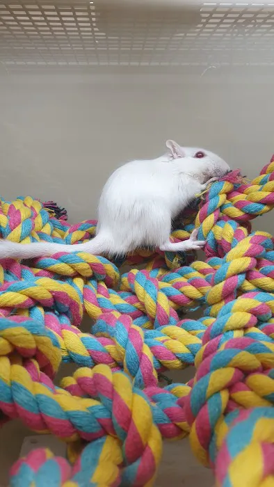 Pets at Home Washington Picture 1