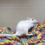 Pets at Home Washington