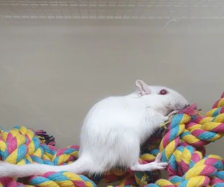 Pets at Home Washington