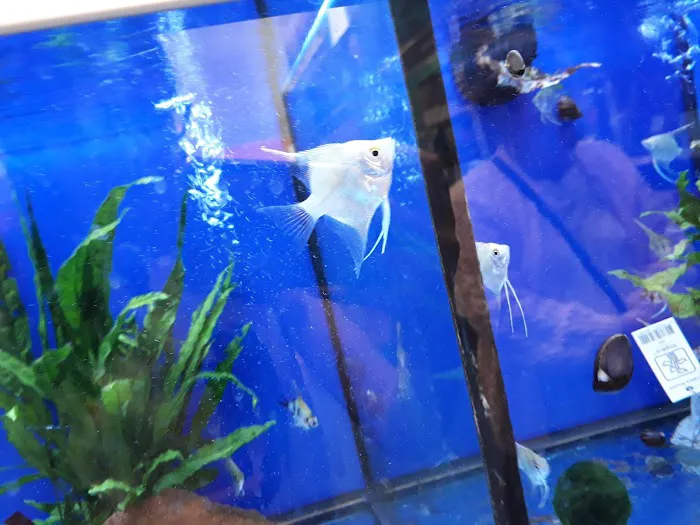 Pets at Home Washington Picture 8