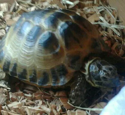 Penshaw Aquatics & Reptile - Reptiles in Sunderland Picture 4